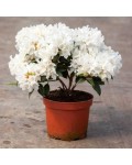 Rhododendron ’Dora Amateis’ весною
